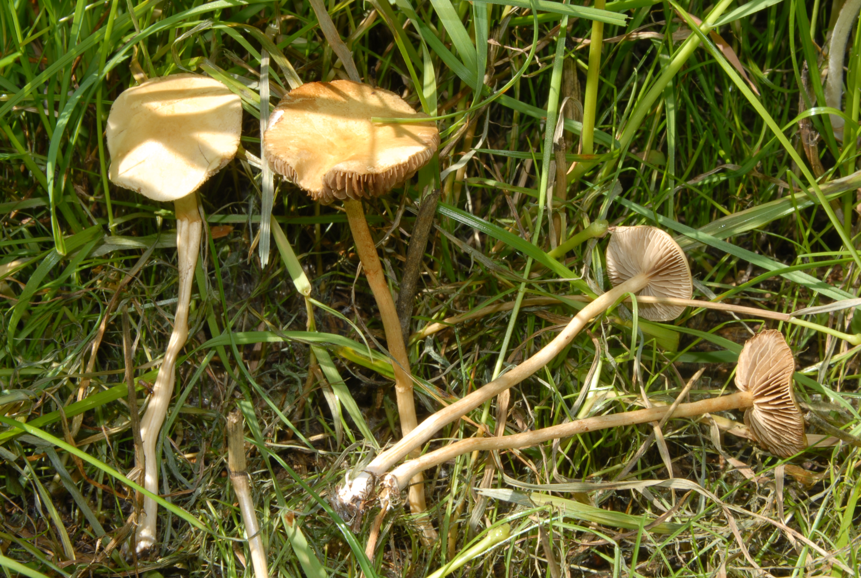 Foto Agrocybe pediades